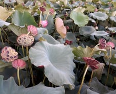 돌담 쌓기는 우리에게 테니스나 골프치기인 셈이다