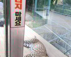 [르포]퓨마 탈출 그 이후… '주토피아'는 없다