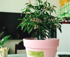 [MT리포트]집안에 꽃피니…얼굴도 시장도 활짝 피네