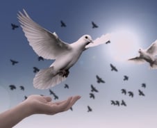 봄 같지 않은 봄…트럼프가 보낸 비둘기