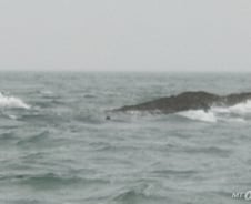 [르포]뱃길로 228km, 그곳엔 18억원짜리 점박이물범의 집이 있다