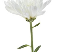 [광화문]원격진료, 언제까지 붙잡고 있을건가