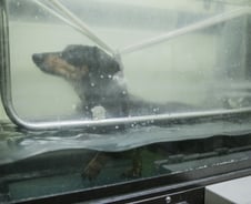 첨단의료장비에 재활센터까지…'개' 부러운 동물병원