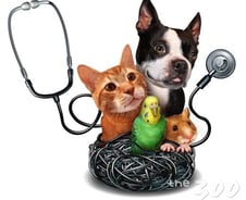 사람약을 반려동물에?...함부로 먹였단 ‘응급실행’