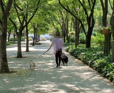 [르포] 긴줄 대충 잡고…"목줄한 반려견도 무서워요"