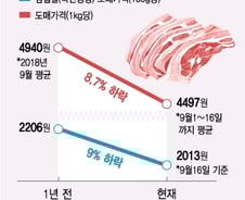 [MT리포트]아프리카돼지열병 발생…삼겹살, '金겹살' 될까