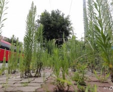 [르포]사람 대신 잡초만 무성하게…황량해진 군산