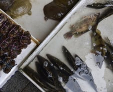 외신들 "우한폐렴, 中 연구소에서 유출된 바이러스 가능성" 