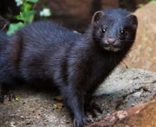 中 신종코로나 숙주…"박쥐→밍크→사람 가능성 커"