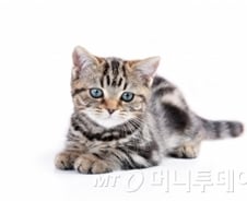 ['코로나19' 7문7답]②반려동물도 감염될까?