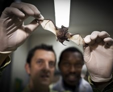 WHO "코로나19 박쥐서 발원 후 숙주 통해 전파"