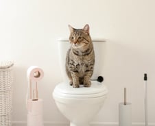 코로나19 감염 막으려면 화장실 변기 뚜껑부터 닫아라