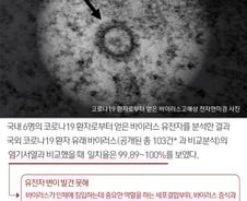[사진] [그래픽] 국내 코로나19 바이러스 유전자 분석
