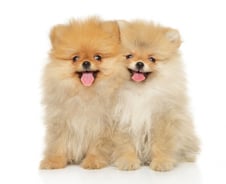 홍콩 당국 "반려견 코로나19 감염"…사람→동물 감염 첫 사례