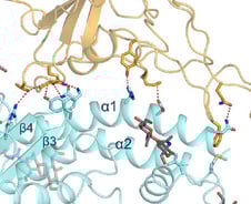 코로나 19가 사스보다 치명률 낮은 이유 찾았다  