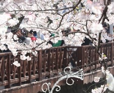 "군항제 취소했지만 벚꽃 피면…" 상춘객 대비하는 창원