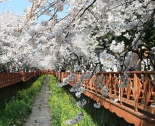 꽃 흐드러져도…코로나19에 사라진 '봄축제'