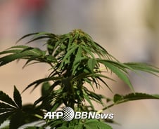 [단독]콜마파마 '의료용 대마' 사업 시작부터 삐걱