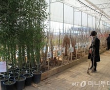 [르포]코로나19에 말라가는 나무시장…"매출 40% 급락"