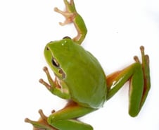 사회적거리 무시하는 '청개구리들' 그냥뒀더니 끔찍한 결과