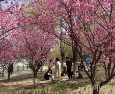 '마스크 쓴'시진핑 나무심다…통제·정상화 뒤섞인 베이징