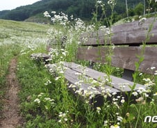 [르포]'빛바랜 둑 높이기 사업'…보은 궁저수지 가보니 