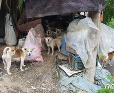 [르포]병들고 목줄없는 개 수십마리가 점령…장수노인마을 무슨일