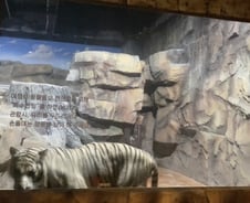 동물원 호랑이는, 10분 동안 100바퀴를 돌았다[르포]