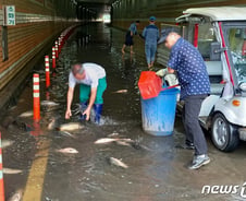 [단독] 여의도 지하차도에 잉어·메기가 헐떡…300여마리 구출완료(종합)