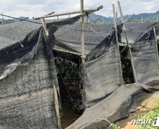 [르포]진흙더미에 묻힌 인삼밭·가재도구들…금산 침수 마을 처참