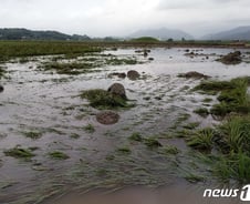 [르포]논인지 자갈밭인지…사흘째 물속에 잠긴 나주 다시들녘