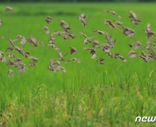 사라지는 4계절…사과 사라지고 뎅기열 유행한다