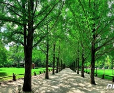 [르포]맑게 갠 남이섬, 침수 흔적없이 싱그러운 숲길