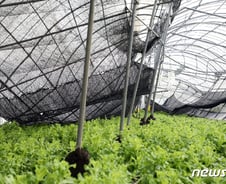 [르포] "무너지는 지붕 보면서도 손 못써…다음 태풍은 어쩌나"