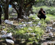 [르포]"추석 앞두고 태풍에 쑥대밭"…'희망' 떨어진 나주 배농가 눈물