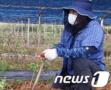[르포]1000평 인삼밭 뿌리째 썩었는데 "농약 뿌려라" 100만원 보상 