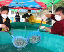 땅에서 키운 펄떡이는 바다새우 맛은