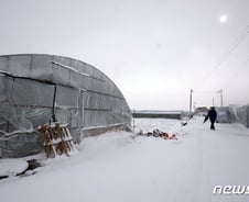 [르포] "하우스 무너지면 어쩌나"…폭설·한파에 농가 노심초사