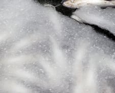 [르포] 한파에 숭어 1만마리 배뒤집고 둥둥…노부부 "2년 키웠는데"