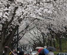 [르포] 큰 비에도 벚꽃 명소 '북적북적'…"차 타고 꽃구경"
