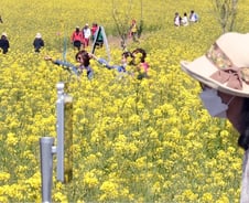 [르포] "소소하지만 이게 어디야"… 2년 만에 돌아온 제주유채꽃축제