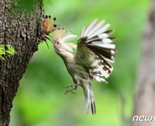 [사진] [단독]몸통이 흰색인 알비노 후투티