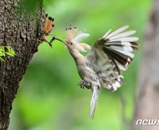 [사진] [단독]국내 최초 흰후투티 옥산서원에서 발견
