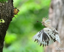 [사진] [단독]알비노 후투티의 육아일기