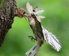 [사진] [단독]알비노 후투티 경주에서 발견