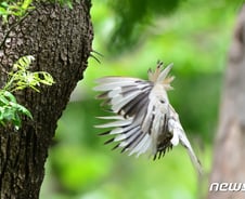 [사진] [단독]온통 흰색인 알비노 후투티
