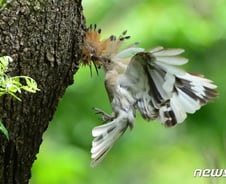 [사진] [단독]온몸이 흰색인 알비노 후투티