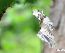 [사진] [단독]국내 첫 촬영 흰색 알비노 후투티