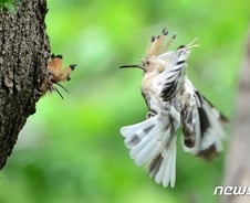 [사진] [단독]경주 옥산서원에 출연한 알비노 후투티