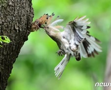 [사진] [단독]알비노 후투티 새끼와 몸 색깔이 다르네